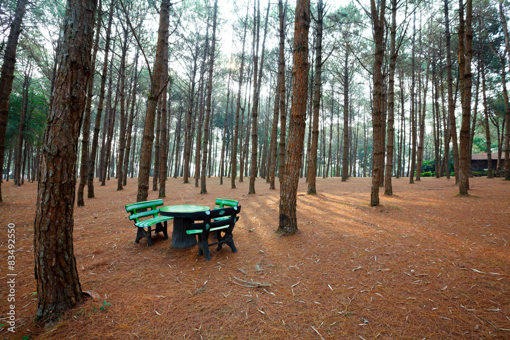 Stone benches and tables in larch forest with sunlight and shad Stone benches and tables in larch forest with sunlight and shad
