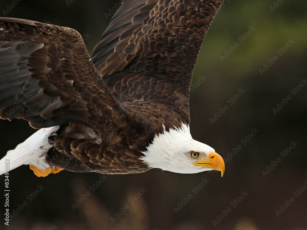 A Bald Eagle (Haliaeetus leucocephalus) in flight..