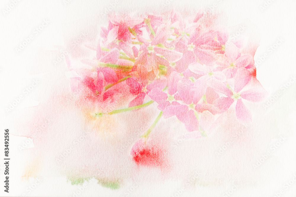 Obraz Kwiat (Rangun creeper) akwarela ilustracja.