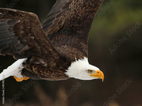 Obraz na płótnie A Bald Eagle (Haliaeetus leucocephalus) in flight.. w salonie