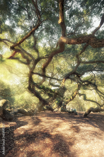 Magic forest photo