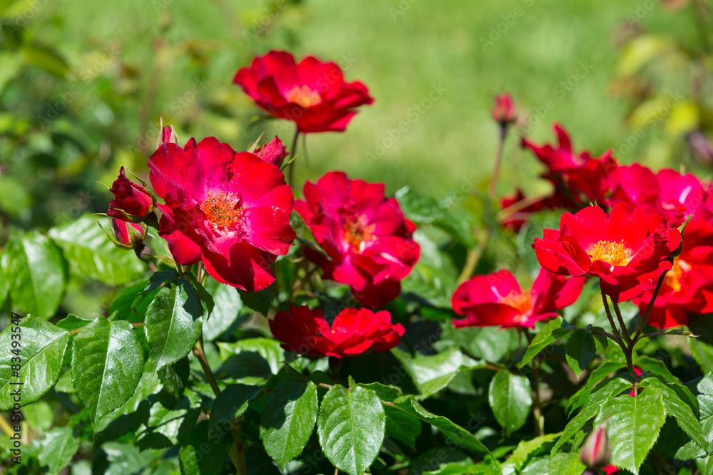 blossoming red roses plant