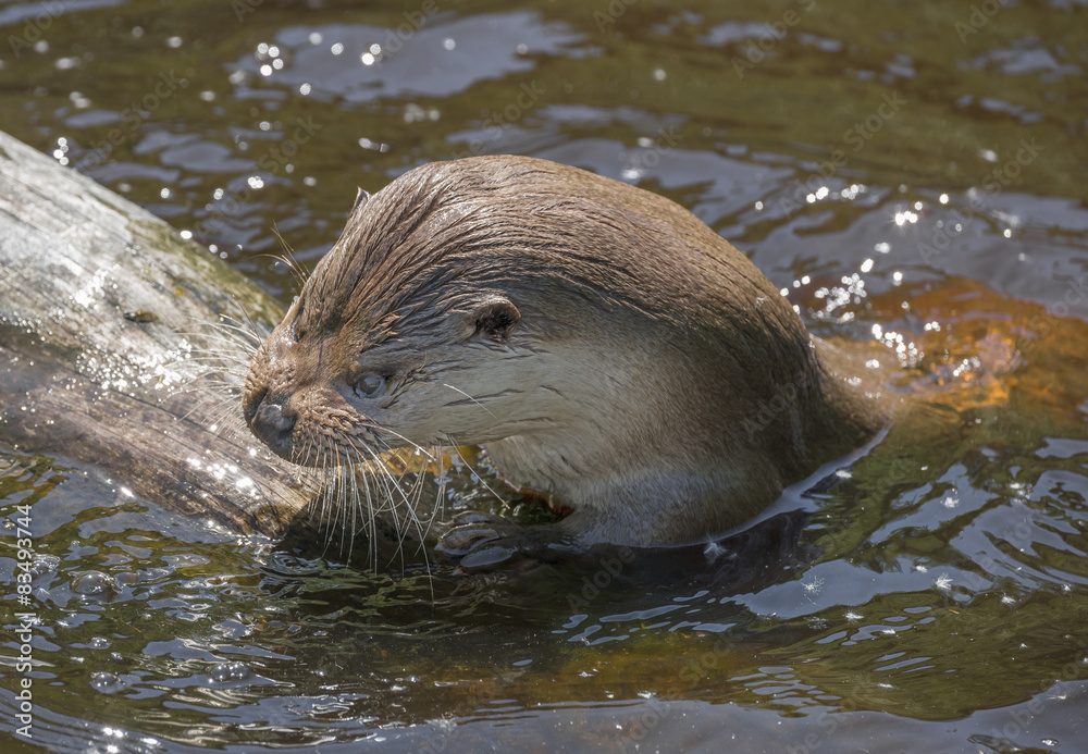Fototapeta premium otter - Lutra lutra in water