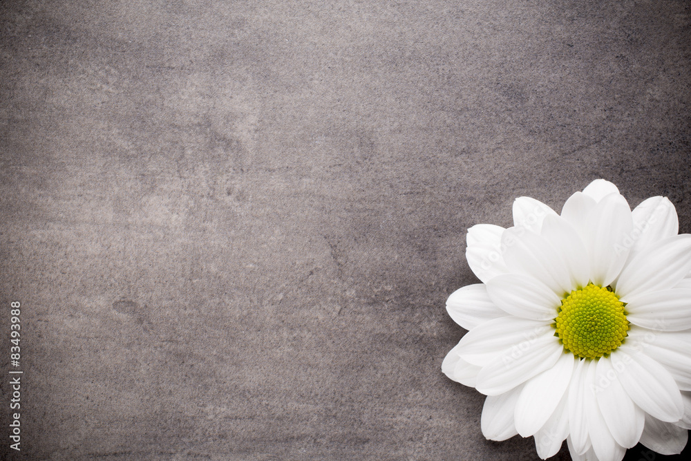 Obraz premium White flowers.