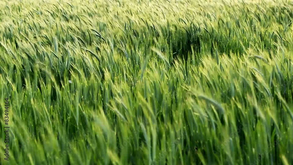 Ears of green wheat swaying in the breeze Ears of green wheat swaying in the breeze