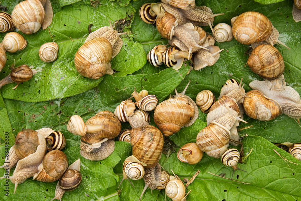 Bunch of snails Bunch of snails
