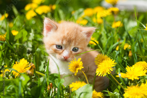 Funny yellow-orange infant kitten