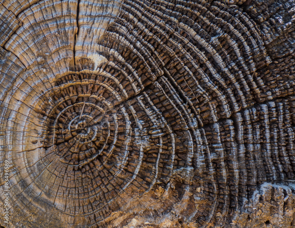 Fototapeta premium wood texture
