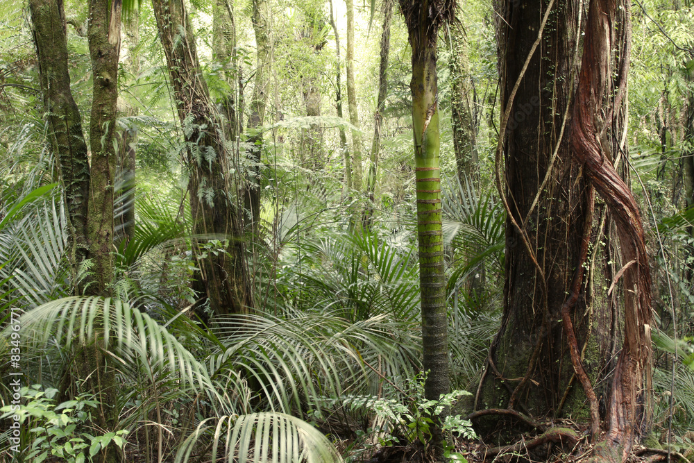 Fototapeta premium Tropical jungle forest