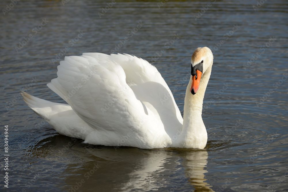 Obraz premium swan swimming on the lake