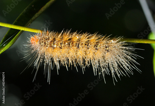 Caterpillar on branch