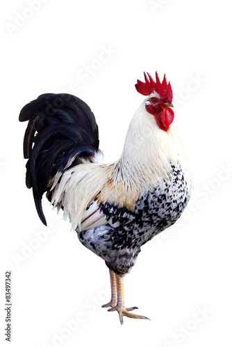 Cock on a white backgroun