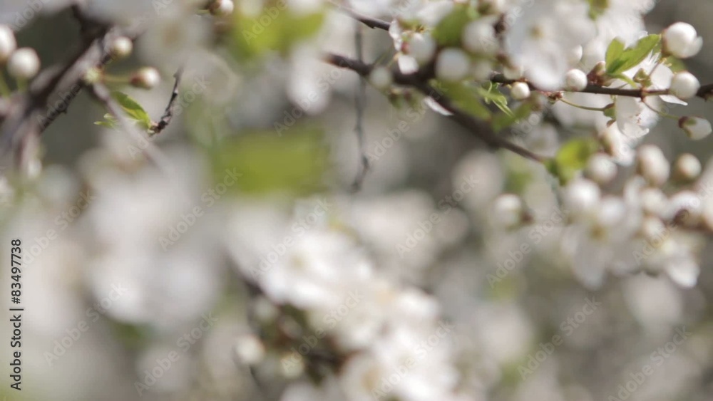 Flowers of the cherry blossoms on a spring day Flowers of the cherry blossoms on a spring day