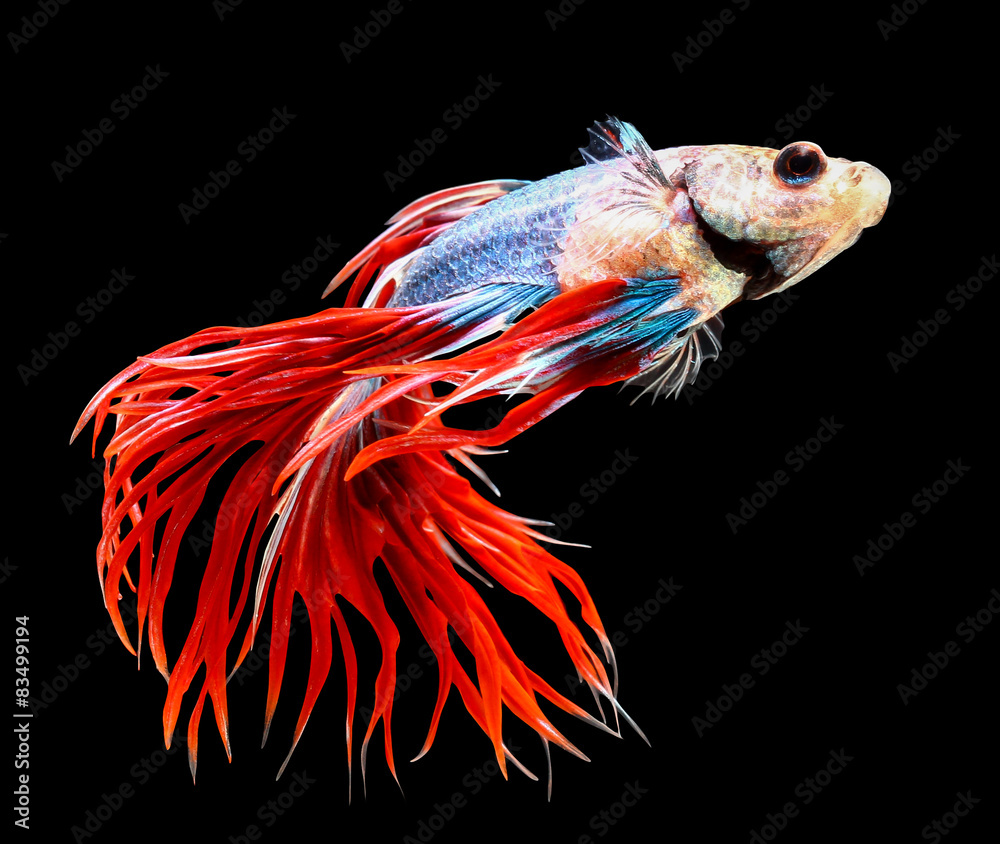 Obraz premium siamese fighting fish, betta isolated on black background.