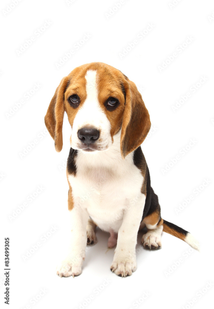 Beagle dog isolated on white Beagle dog isolated on white