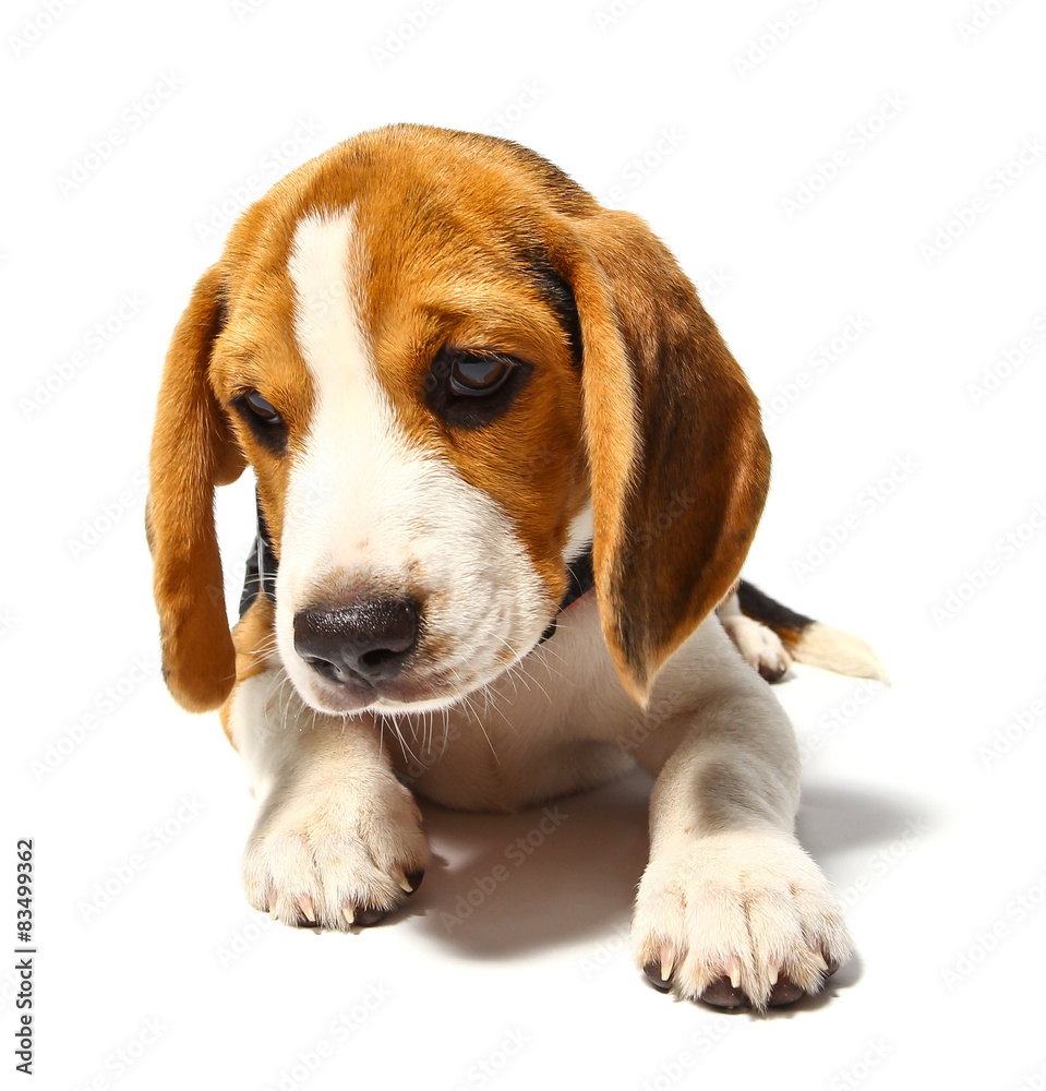 Beagle dog isolated on white