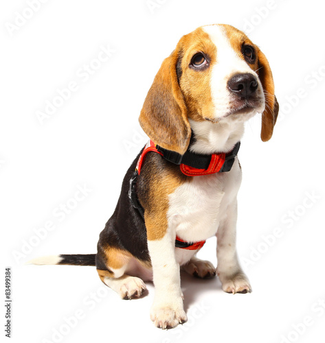 Beagle dog isolated on white