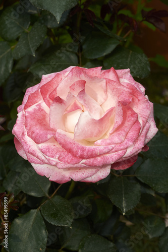 rosa photo