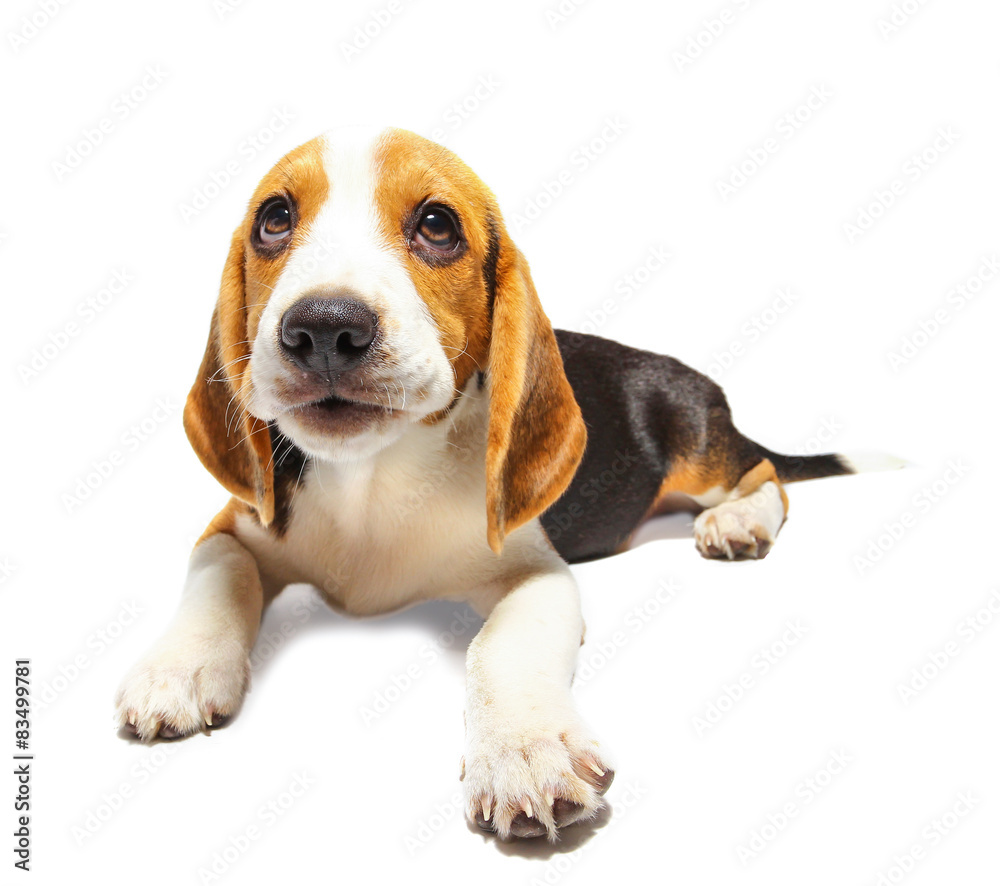 Beagle dog isolated on white backgrond