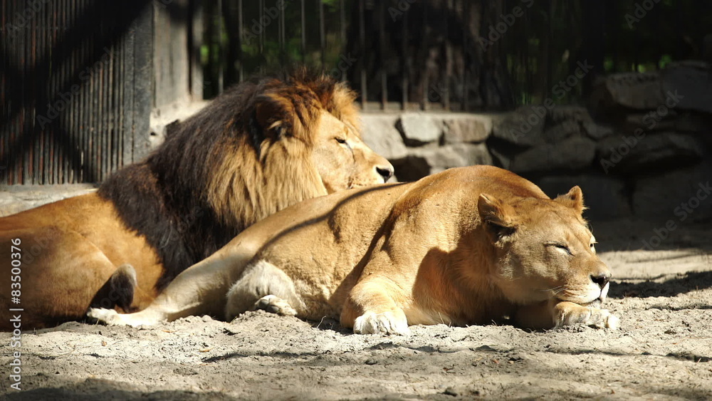 A couple of African lions sleeping (zoom)
A couple of African lions sleeping (zoom)
