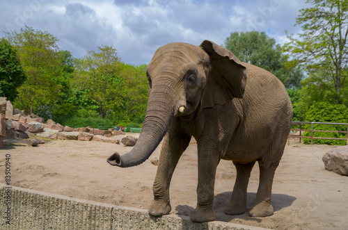 Elefant betritt Mauergraben 