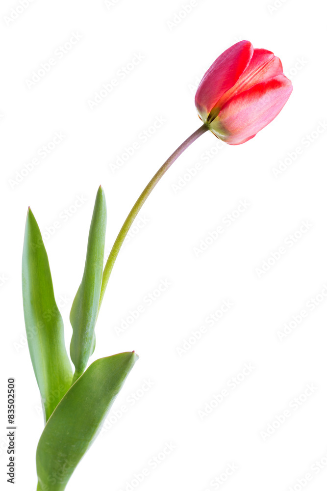 Naklejka premium tulip