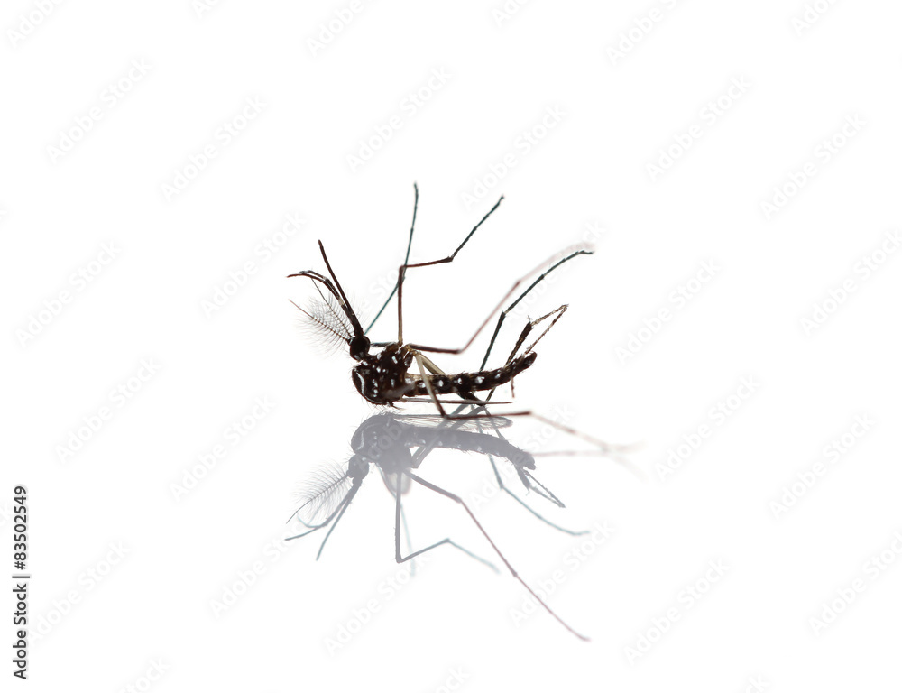 Insect Mosquito isolated on white background Insect Mosquito isolated on white background