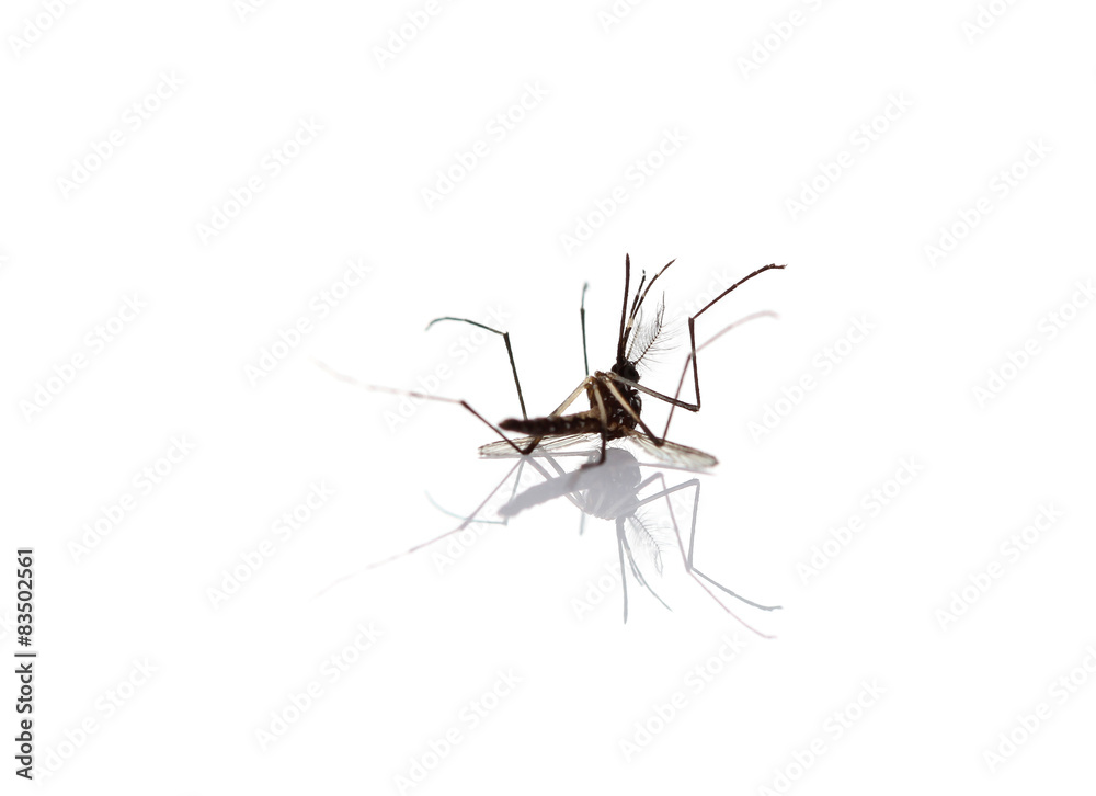 Mosquito isolated on white background Mosquito isolated on white background