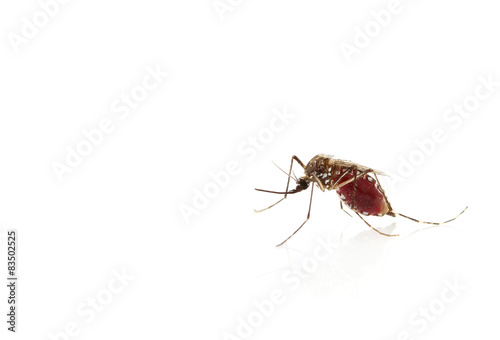 Insect Mosquito isolated on white background