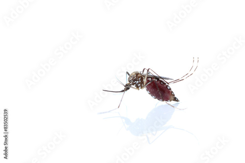 Insect Mosquito isolated on white background