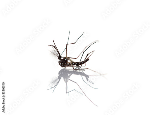 Insect Mosquito isolated on white background