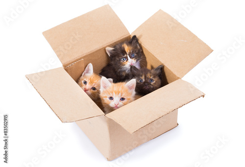 Fototapeta Naklejka Na Ścianę i Meble -  Little kittens in a box