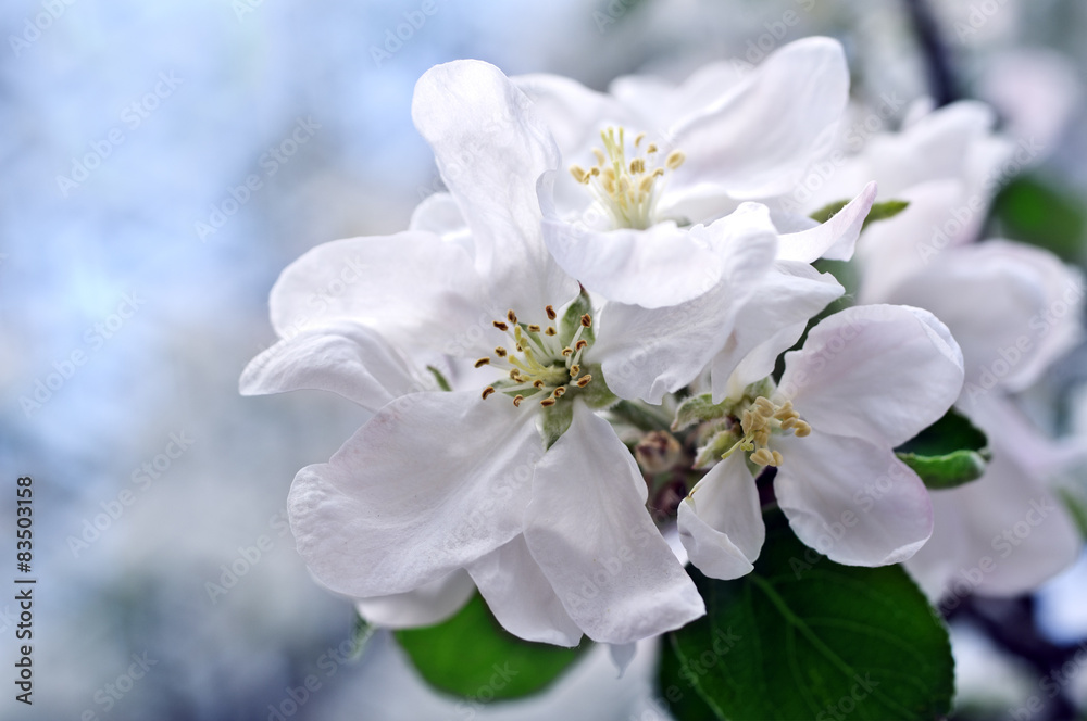Flowers of an apple-tree in the spring