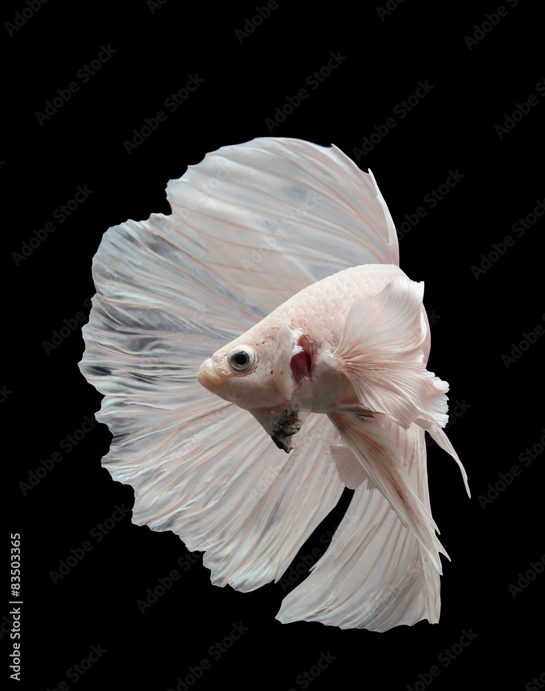 Betta big ear isolated on black background. Betta big ear isolated on black background.