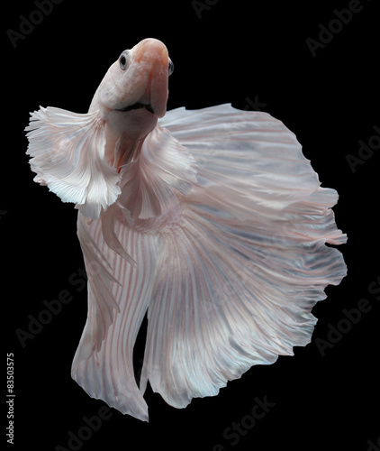 Obraz na płótnie siamese fighting fish, betta isolated on black background.