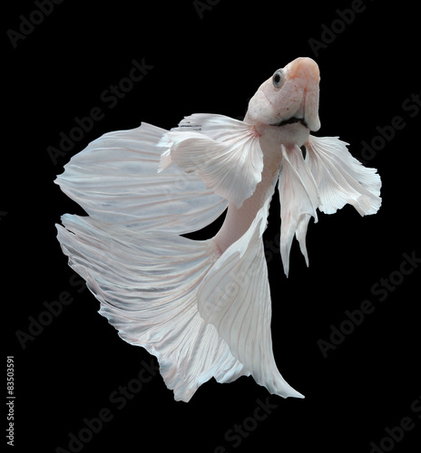 siamese fighting fish, betta isolated on black background.