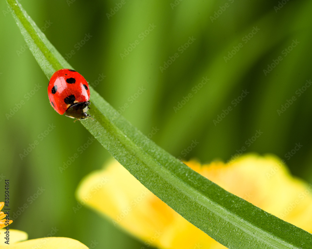 Fototapeta premium Ladybug on Grass Over Green Bachground