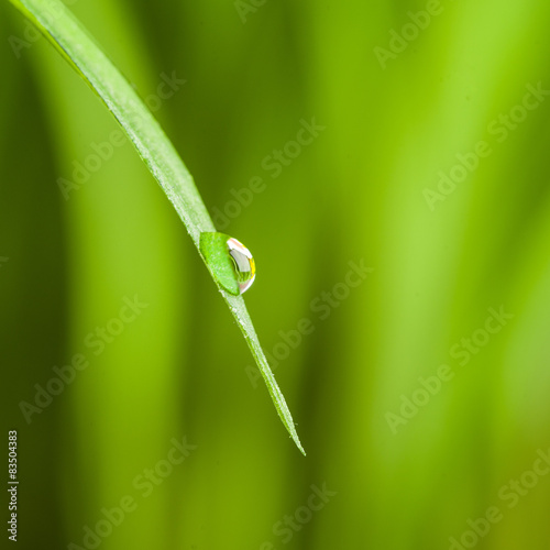 morning dew drop falling from fresh green grass