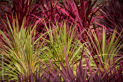 Red green cordyline grass plants ideal as background photo