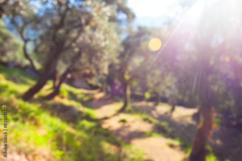 Fototapeta premium Defocused background of olive grove
