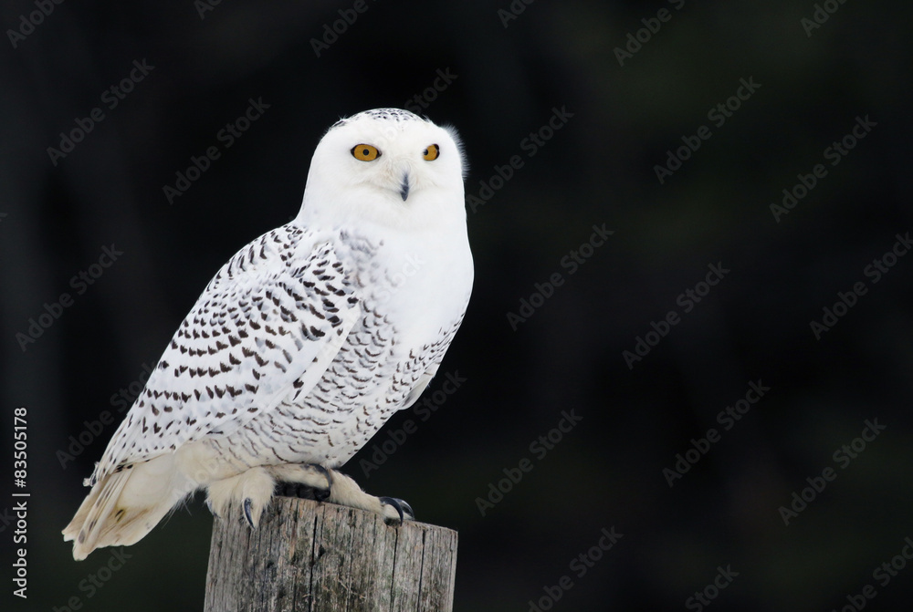 Fototapeta premium A Snowy Owl (Bubo scandiacus) sitting on a post..