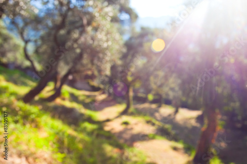 Foto Defocused background of olive grove