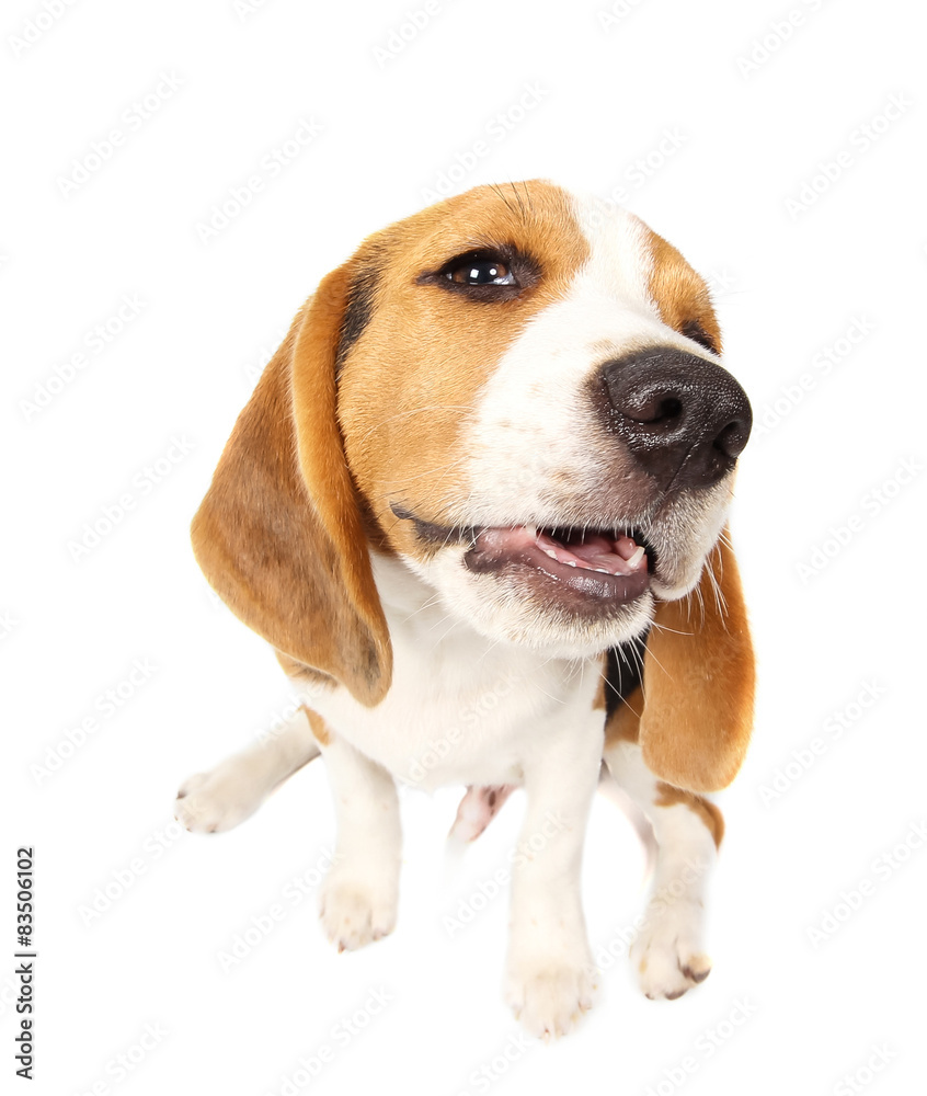 Beagle dog isolated on white