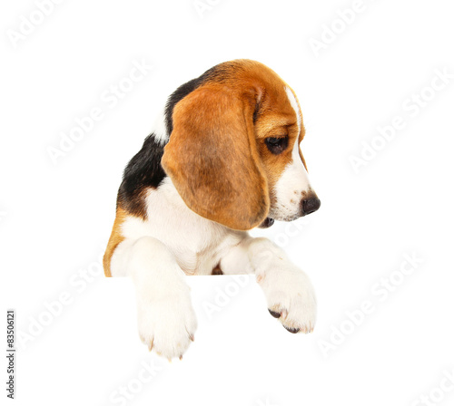 Beagle dog isolated on white © bajita111122