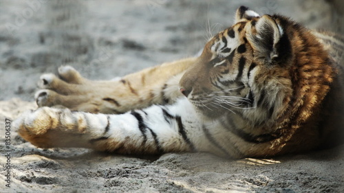 Young Amur tiger sleeping and waking up
