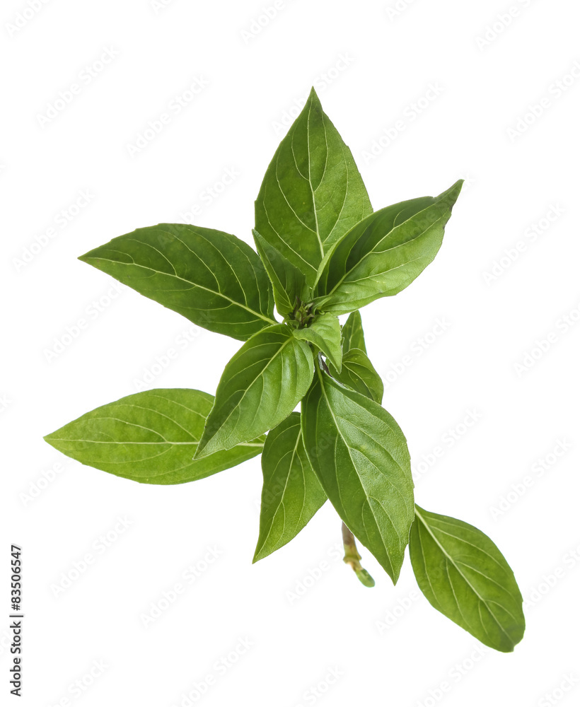 Leaves of basil isolated on white background