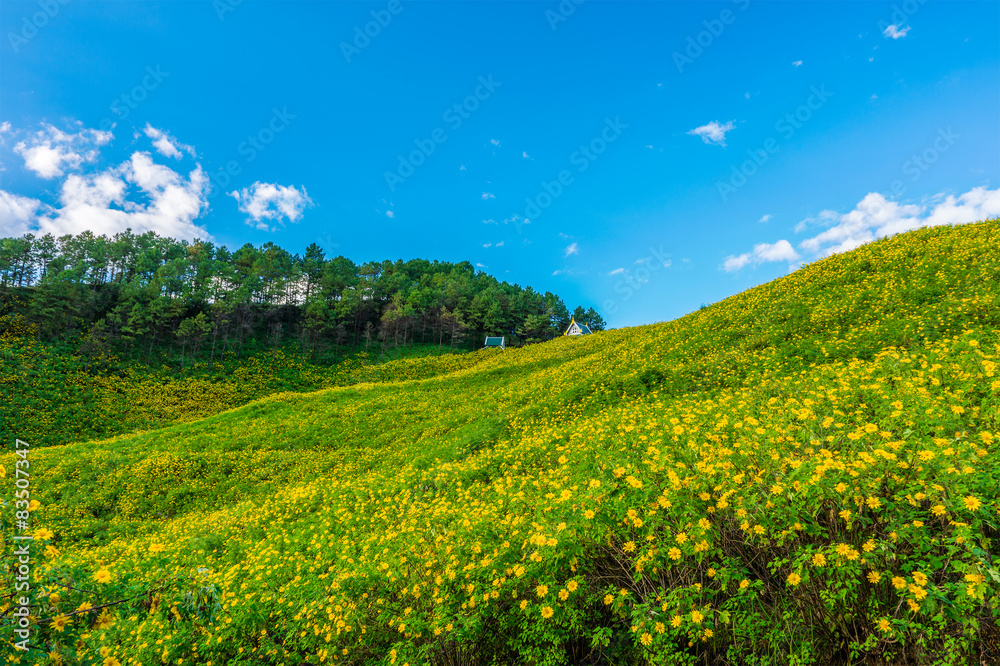 Landscape view of Tithonia diversifolia field on mountain