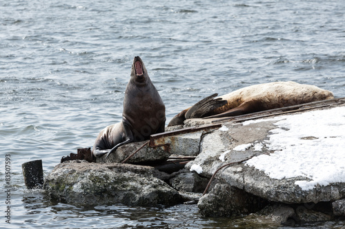 Rookery Steller Sea Lion or Northern Sea Lion. Kamchatka