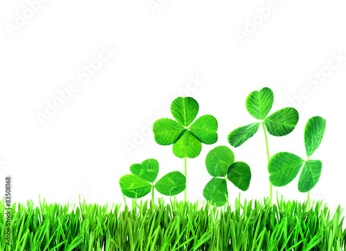 Clover leaves in grass isolated on white
