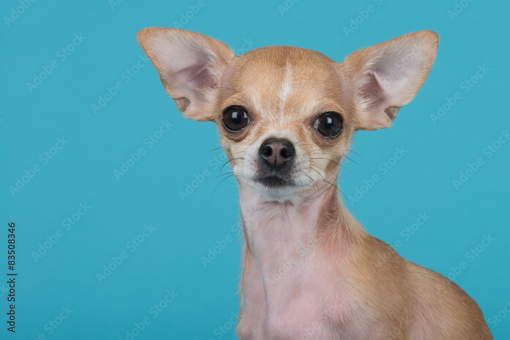 Chihuahua dog at blue background